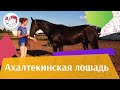 Ахалтекинская лошадь на ilikepet