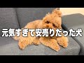 ペットショップでさえ手に負えなかったんだと思う。