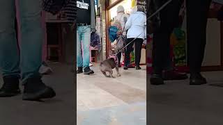 #sausagedog #frenchbulldog in Italy whist in a cafe #tuscany