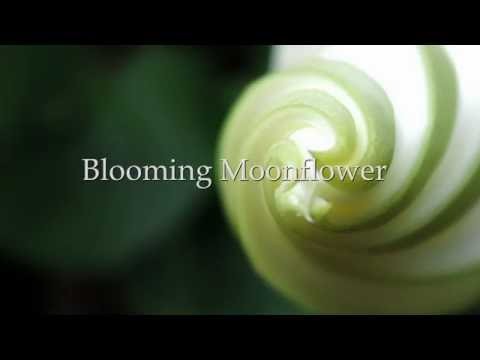 Moonflower Blooming  (two of nine) timelapse by: Mind's Eye Photography