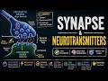Synapses & Transmitters | How Neurons Communicate