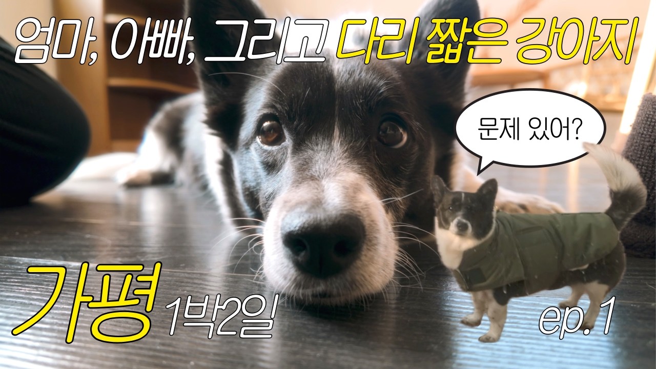 가평 여행 vlog | 🌞 잔잔하고 평화롭고 귀엽고 흐뭇하고 따뜻한 가평 1박2일 시작 [ep.1]  | 가평 스페인마을, 반려견 동반 여행