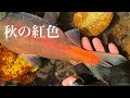北海道の湖に生息する紅色の鱒に会いに行く 【北海道 ルアーフィッシング】 Hokkaido.Lake Lure Fishing.