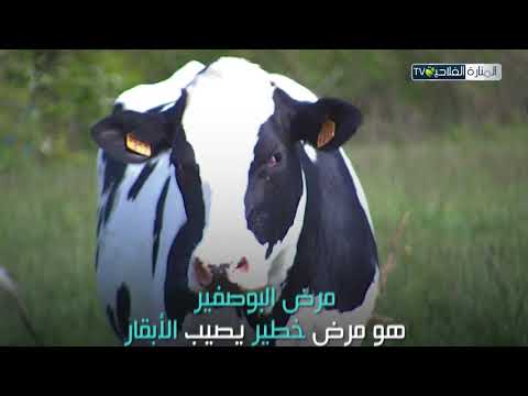 فيديو: هل يؤذي التنكر الأبقار؟