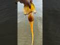Giant Venomous Jellyfish Shorts Jellyfish Fishing Giant Venomous Jellyfish Shorts Jellyfish Fishing