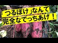 サツマイモがたくさん収穫できる土に共通点があった！肥料は入れても問題なし！