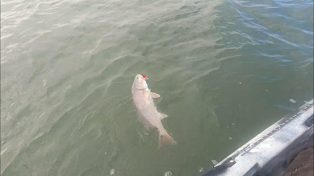 nice big red in Aransas pass in my kayak YouTube