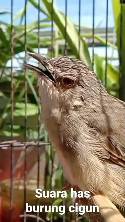 suara tembakan has burung ciblek gunung