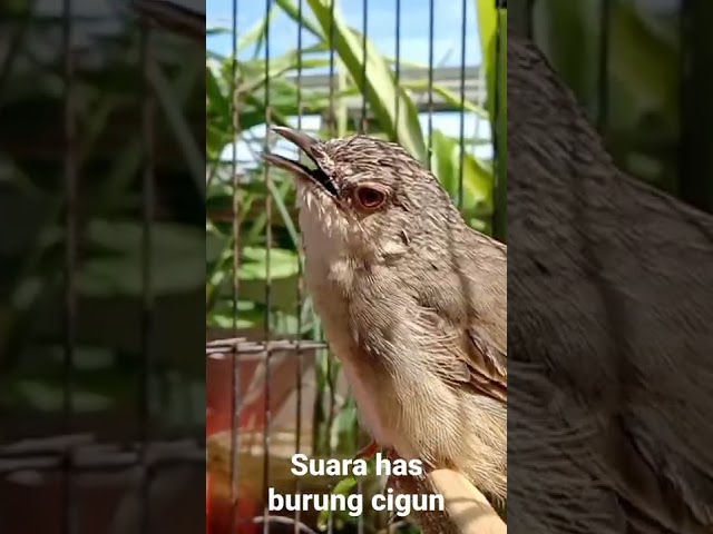 suara tembakan has burung ciblek gunung class=