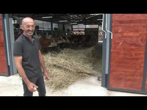 Video: Kako Deluje Krava - Daily Vet