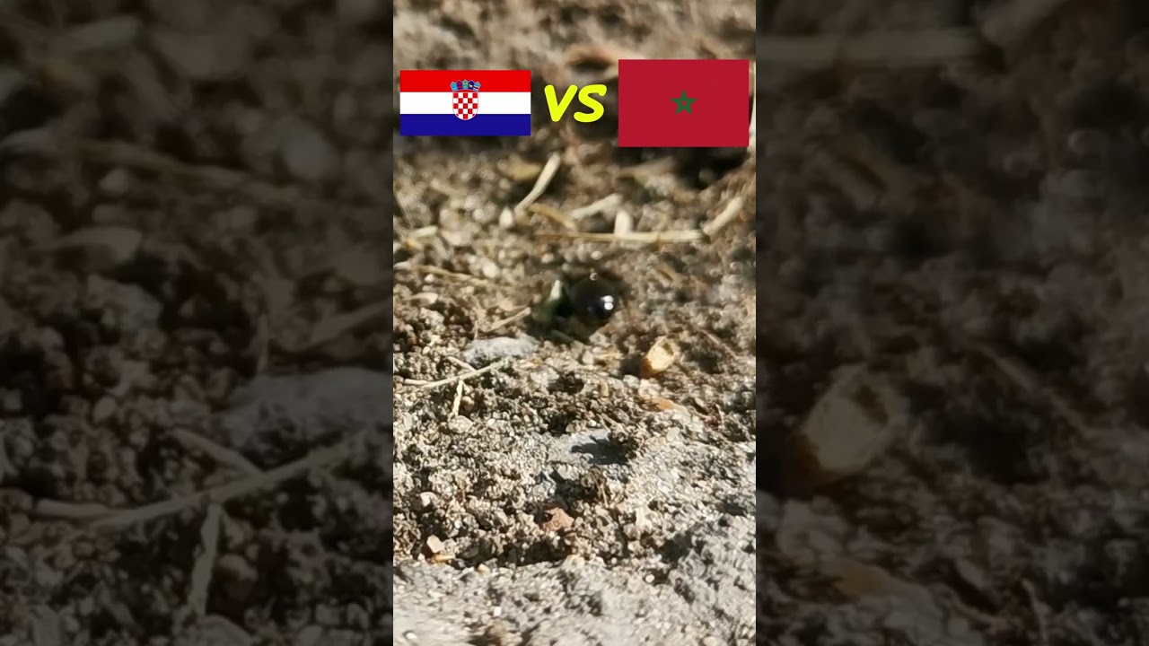World Cup 2022 Predictions ⚽ Croatia vs Morocco 🐜 Guessing Queen Ant 🐜 Third Place #shorts