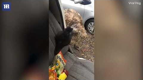 Why so peckish! Cheeky emu steals snacks from car