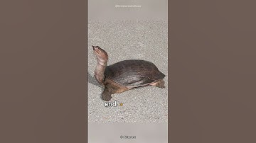 Cantor Giant Softshell Turtle | This Unique Turtle Is Softshell