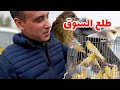 سوق بودواو لطيور الزينة طلعة السومة و نقص الكناري