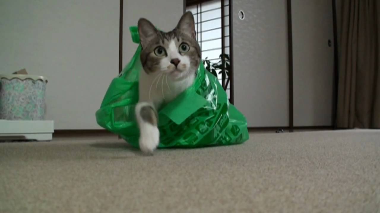 一撃を食らわせたら即隠れる猫 Youtube 一撃を食らわせたら即隠れる猫 Youtube
