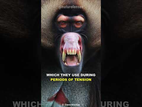 Βίντεο: Είναι φυτοφάγοι οι πίθηκοι βερβέ;