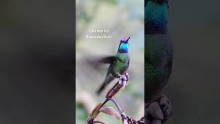 Download Mp3 Talamanca #hummingbird in #costarica - San Gerardo de Dota #nature #birdwatching #birds #birding Gudang lagu Download Mp3 Talamanca #hummingbird in #costarica - San Gerardo de Dota #nature #birdwatching #birds #birding