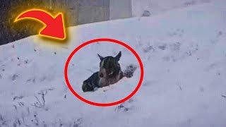 Police Found This Abandoned Puppy during snowstorm, What they did with him is SHOCKING by CreepyWorld 2,988 views 1 month ago 1 minute, 32 seconds