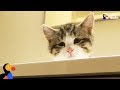 Sad Looking Cat Is So Happy To Be Part Of A Family | The Dodo