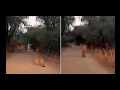 Lion Go Back After Seen Maldhari In Gir, Watch Video