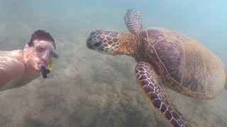 So, this happened...
Swimming with some giant sea turtles as they eat their lunch.
INSTAGRAM - https://www.instagram.com/mobileinstinct
Help support the channel and get extra footage on Patreon - https://www.patreon.com/mobileinstinct
Paypal - https://www.paypal.com/paypalme/mobileinstinct
My T-Shirts - https://shop.spreadshirt.com/mobileinstinct
New FACEBOOK page - Lets be friends - https://www.facebook.com/mobileinstinct
All of my videos are organized by state on my website https://www.TheMobileInstinct.com
*CHECK OUT some other videos of mine! *
1930s Baseball Stadium Abandoned in the Woods
https://youtu.be/4Sy7NUlFGtY
Abandoned LA ZOO
https://youtu.be/jgepM4f9HI4
Border wall at an Abandoned Beach
https://youtu.be/VtmKJw7J6lo
#mobileinstinct #hawaii #seaturtles So, this happened...