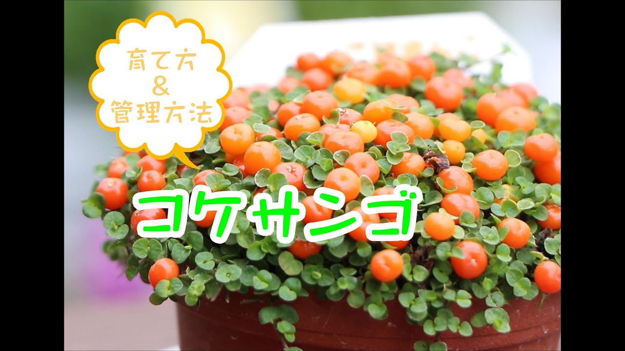 コケサンゴ管理方法 Youtube