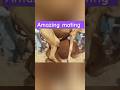 Camel crossing prosses 🤩#ytshorts #animal #couple #camel #viral