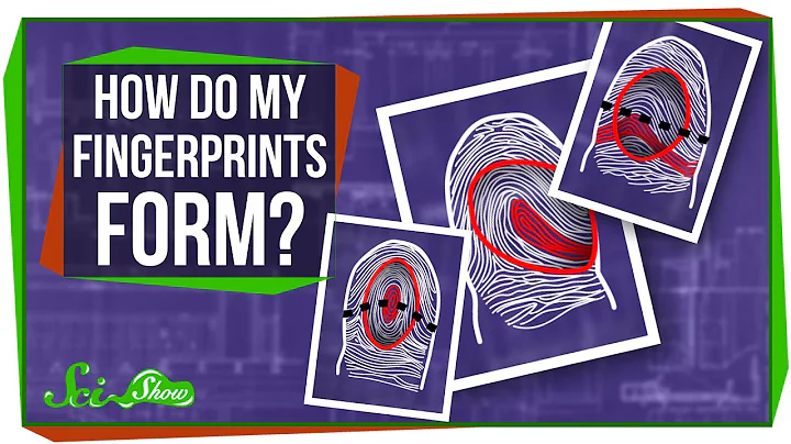 How Do My Fingerprints Form? - DayDayNews