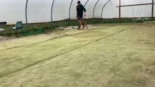 Training my dog to heel