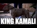 LEGENDARY AMERICAN BULLY KENNEL - PRATT'S PITS LEGENDARY AMERICAN BULLY KENNEL - PRATT'S PITS