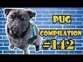 Pug Compilation 142 - Funny Dogs but only Pug Videos | Instapug