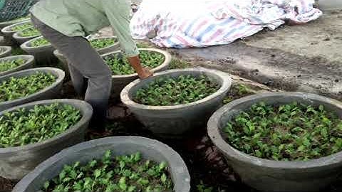 Cắt cơi lần 1 chậu 7 cúc pha lê tết 2022