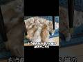 éçãªãæ¯ããç«ãšèµ€ã¡ããåç«ãã¡...ããããšããã#Shorts