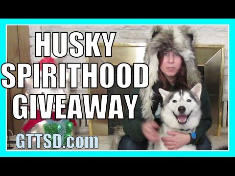 siberian-husky-spirithood-giveaway