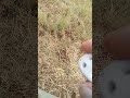 I tried making a ocarina