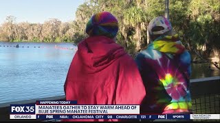 Blue Spring Manatee Festival