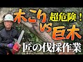 【巨木VS木こりのガチンコ対決】真似るな危険!地上15メートルで展開される巨木伐採の作業動画。巨木ミズナラを凄腕木こりがどう攻略するのか、その手順を木こり目線で紹介!庭木伐採でお悩みの方には必見です。