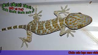 Watch Relaxing Gecko/ Gecko.
Ngắm Tắc Kè Thư Giãn/ Tắc Kè.