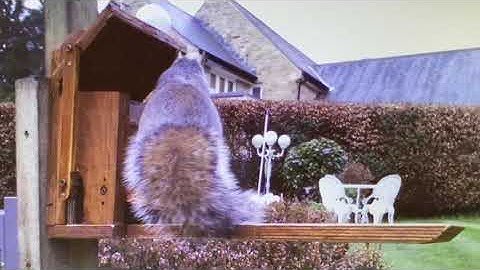 Mechanical Squirrel Feeder