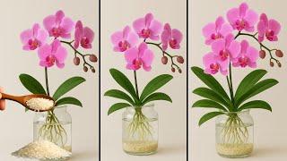 Download Lagu Just Rice! Orchids grow extremely fast and bloom year round MP3 Download Lagu Just Rice! Orchids grow extremely fast and bloom year round MP3