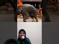 Gajah mengamuk #shorts