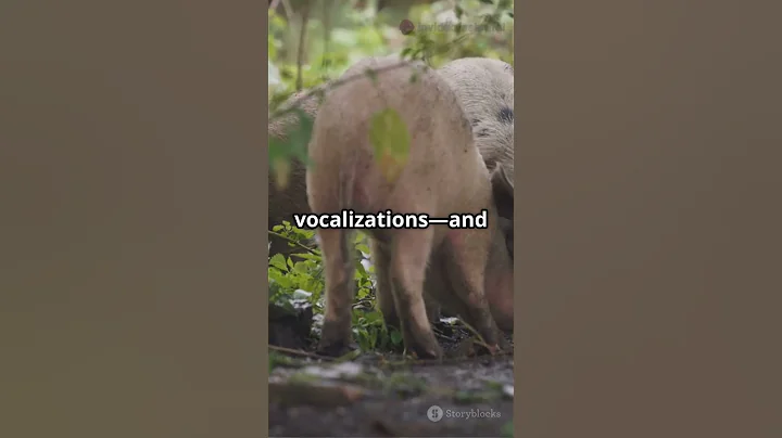 Pigs  The Secret Geniuses of the Animal #foryou #facts #animals