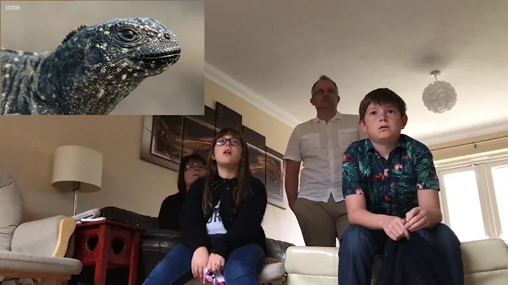 Iguana vs Snakes - The wifes reaction to BBC Planet Earth II
