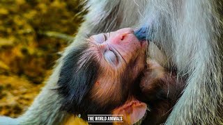 So Adorable Cutie Newborn......too Hungry....hopefully Monkey-10K