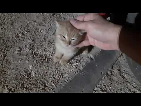 فيديو: كيف تجد قطة صغيرة