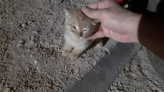 انقذت قطة صغيرة من الدهس..rescue a kitten from run over