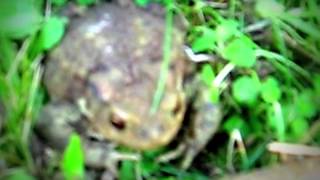 Rupūžės (lot. Bufonidae, angl. Toad) -- beuodegių varliagyvių (Anura) šeima.