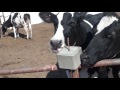 Cows licking a salt cube (1 hour)