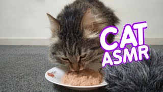 cat eating asmr #112