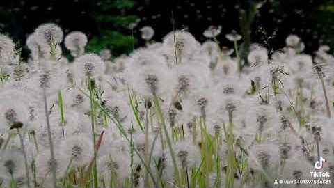 “تلاوة خاشعة لسورة الإخلاص بصوت الشيخ ناصر القطامي | جودة عالية HD